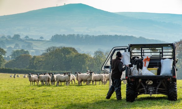 Beef & Lamb 2030 series: Farm business performance and producer confidence.